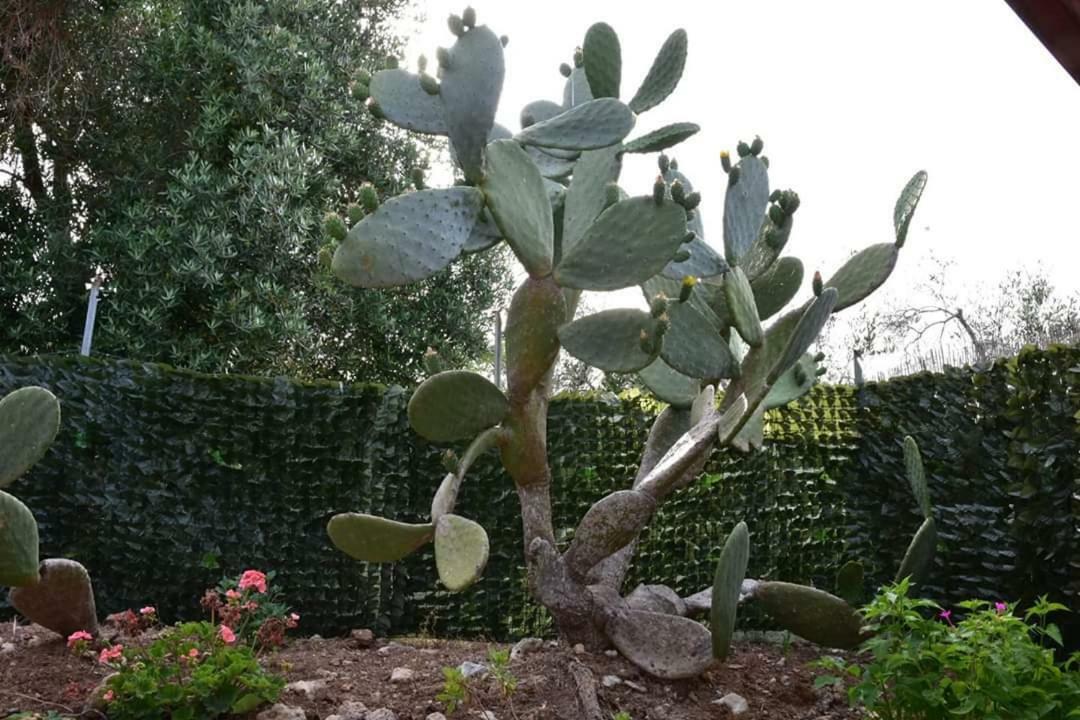 Agriturismo Massaro Pietro Otranto Eksteriør billede