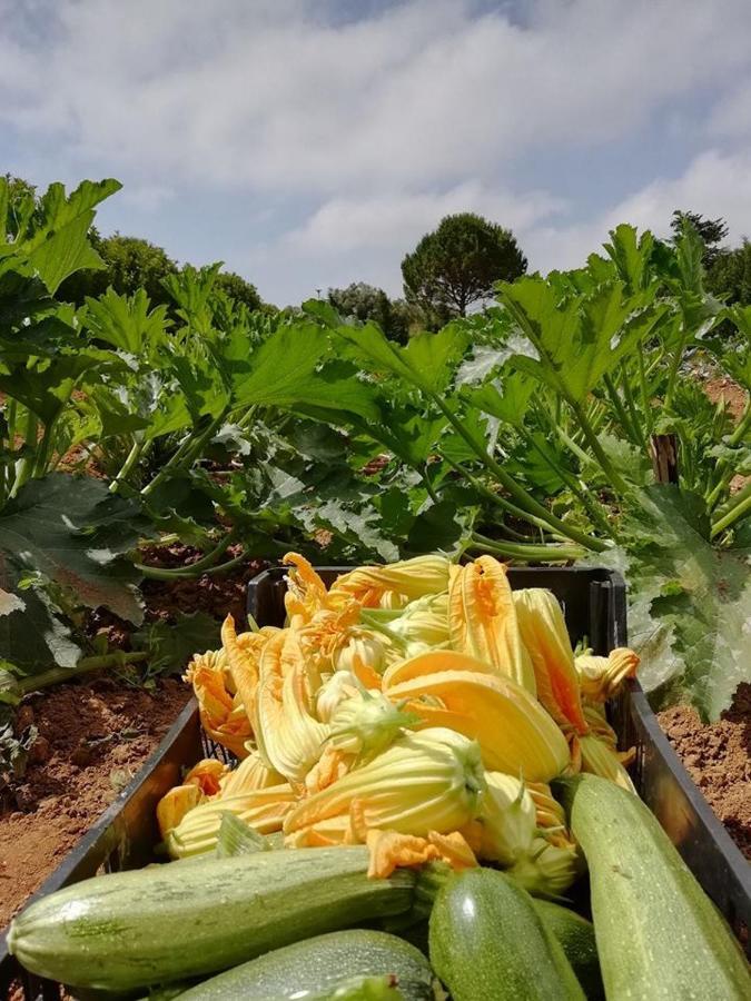 Agriturismo Massaro Pietro Otranto Eksteriør billede