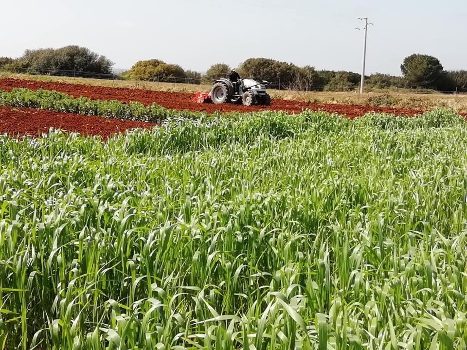 Agriturismo Massaro Pietro Otranto Eksteriør billede